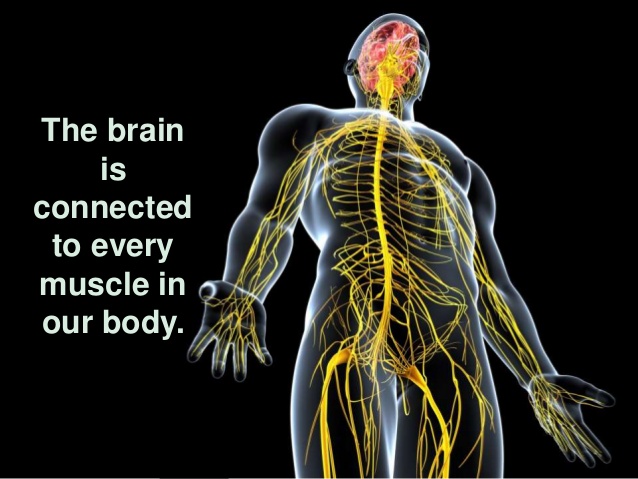 brain to body